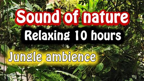 Jungle Sounds And Relaxing Tropical Rainforest Nature Sound Singing