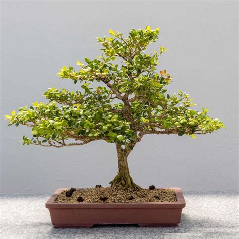 Japanese Kingsville Boxwood Bonsai Tree Care Guide Buxus Microphylla