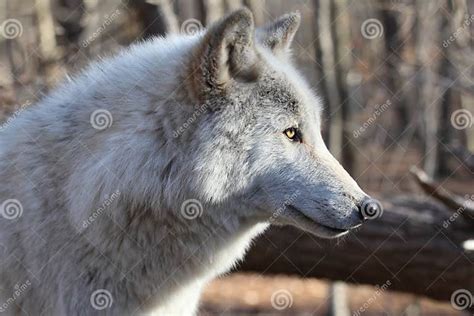 North American Gray Wolf Stock Photo Image Of Wildlife 23510804