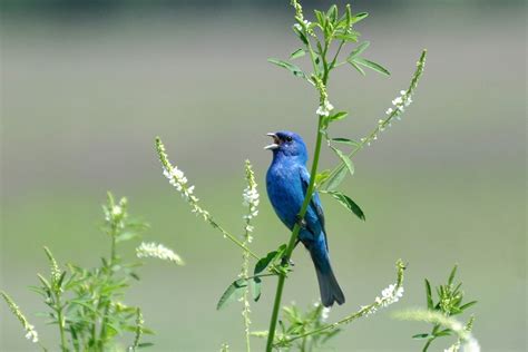 IN THE FIELD: Indigo bunting, the dazzling songster - The Berkshire Edge