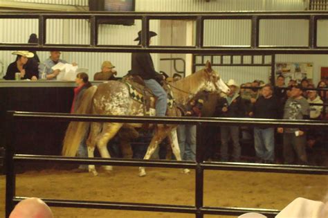 North Horse Auction Fever And Ten Dollar Horses Nolan Auction Report