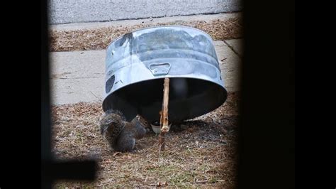 Homemade Simple Squirrel Trap Youtube