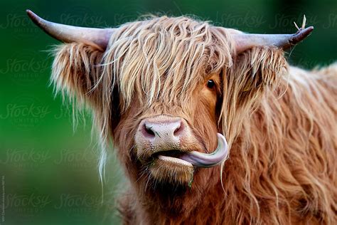 A Highland Cow Sticking Its Tongue Out By Will Clarkson