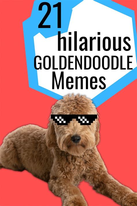 Goldendoodle Wearing A Pair To Sunglasses With Text Above That Says