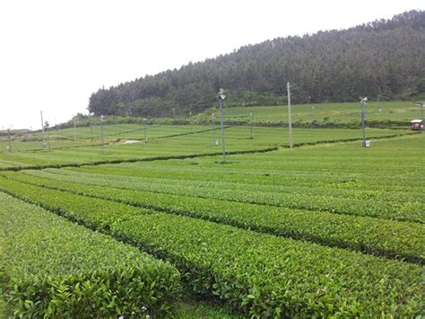 한국의 아름다운 섬 제주 녹차밭 서광다원에서 At Seokwang Tea Garden A Green Tea Farm On