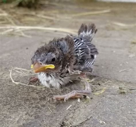 Hohe qualität, große auswahl und faire preise. Platz für den Spatz! So können Sie helfen | Spatz ...