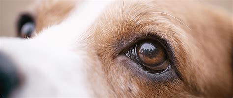 Corneal Ulcers A Pet Owners Guide For Treatment Success Todays