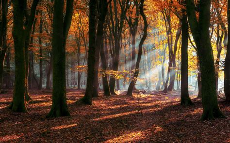 Morning Autumn Sun Rays Forest Deciduous Trees With Yellow And Red