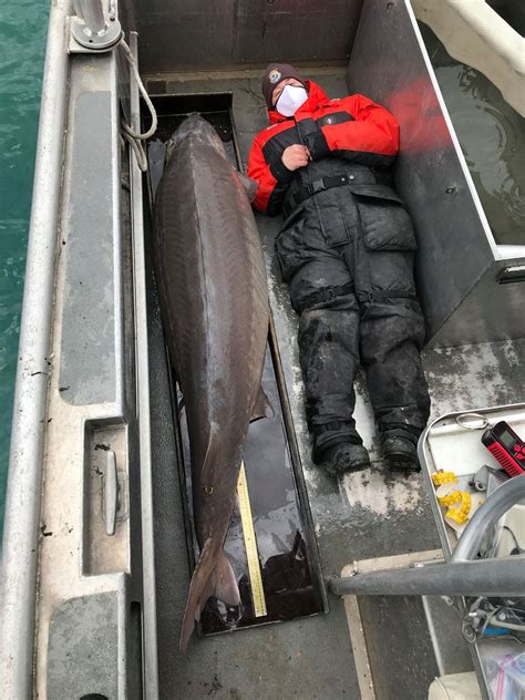 240 Pound Sturgeon Among Biggest Ever Recorded In United States Is