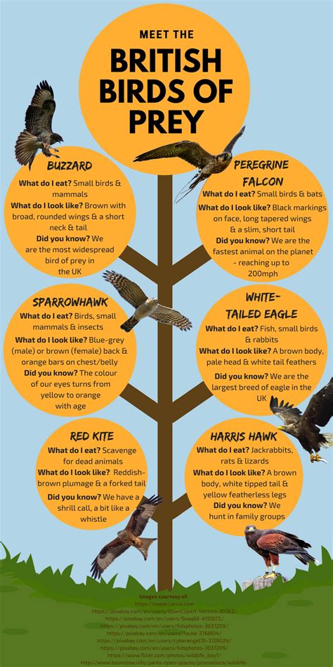 A Guide To British Birds Of Prey Red Letter Days Blog Red Letter