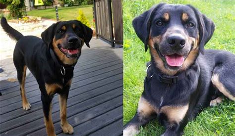 A rottweiler lab mix puppy is likely to cost between $300 to $600. All About The Sweet, Handsome Rottweiler Lab Mix