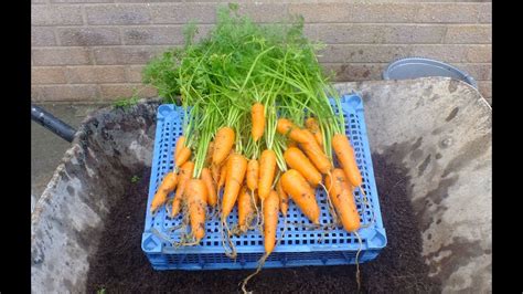 How To Grow Organic Carrots In Pots Nandor Carrot Reveal 2015 Youtube