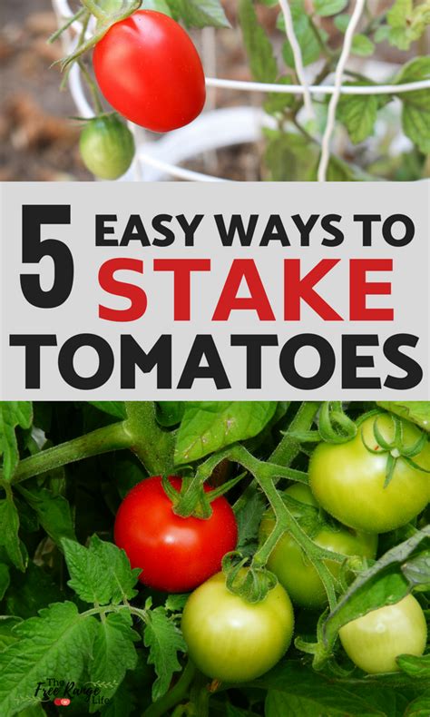 The 5 Best Ways To Stake Your Tomatoes Growing Organic Tomatoes