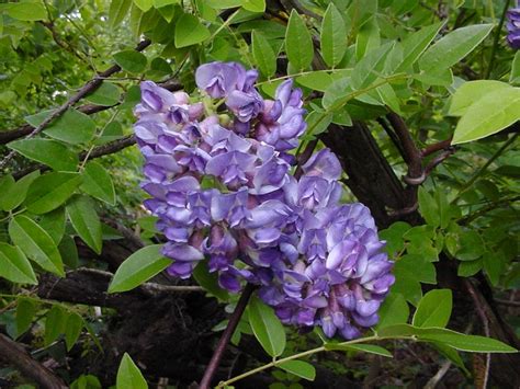 Amethyst falls is a new variety of american wisteria, discovered by lisa head in the usa. Tree Form | Amethyst Falls Wisteria | Evans Nursery