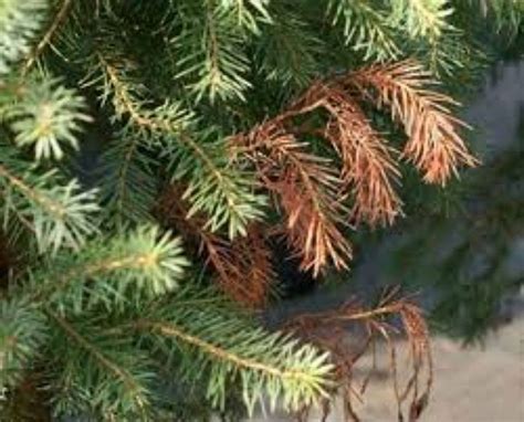 Evergreen Trees And Shrubs Are Turning Brown