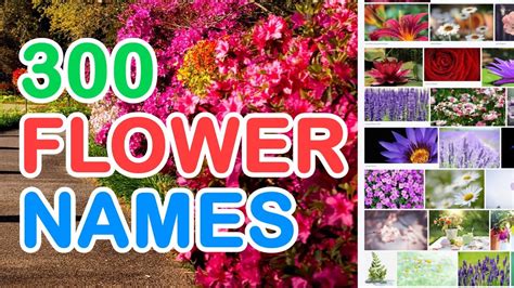 Maybe you would like to learn more about one of these? 300 FLOWER NAMES IN ENGLISH WITH PICTURES THAT YOU MAY ...