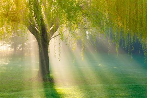 Sunbeams Through Willow Tree In Morning Fog Stock Photo Download