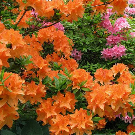1 X Orange Azalea Japanese Evergreen Shrub Hardy Garden Plant In Pot Ebay