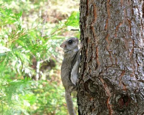 Humboldts Flying Squirrel Facts Diet Habitat And Pictures On