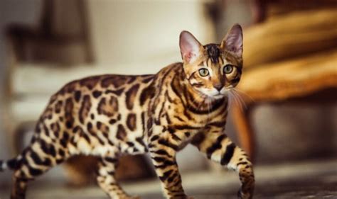 How Much Does A Bengal Cat Cost Updated Price In 2024