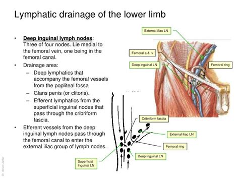 Anatomy Of The Lymphatic System