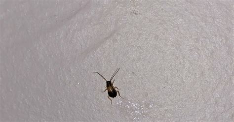 Maycintadamayantixibb Tiny Bugs In Bathroom Uk
