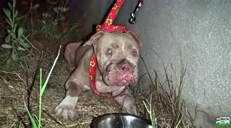 This Pit Bull Was Used As A Bait Dog Wait Till You See What Happens