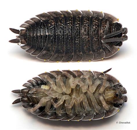 Porcellio Scaber Latreille 1804 Overview