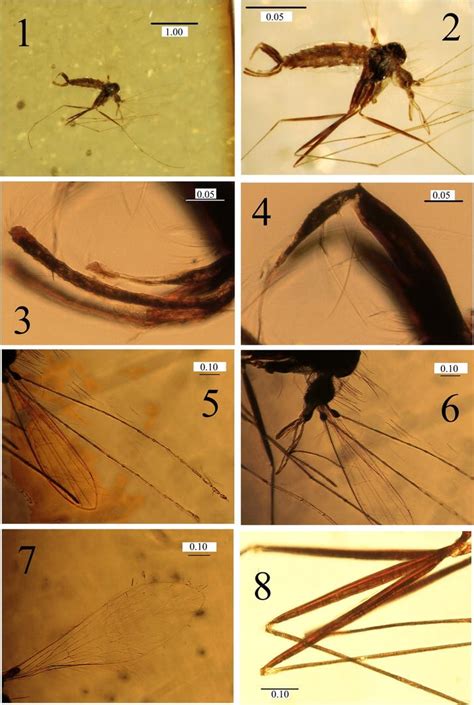 A New Fossil Species Of Phlebotominae Sand Fly From Miocene Amber Of Chiapas Mexico Diptera