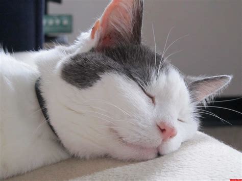 Very Cute Cat Sleeping Nicely Cute Cats Hq Pictures Of