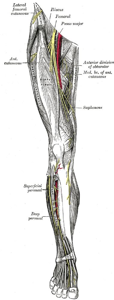 Femoral Nerve Wikidoc