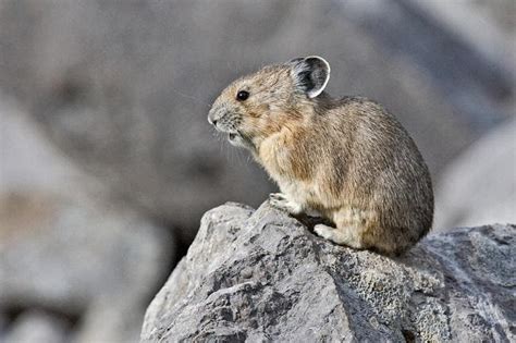 American Pikas Found To Tolerate Global Warming Better Than Expected