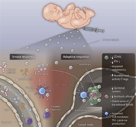 distinct humoral and cellular components of the neonatal immune system download scientific