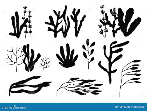 Seaweed Set Silhouette On A White Background Sketch In Isolation Stock