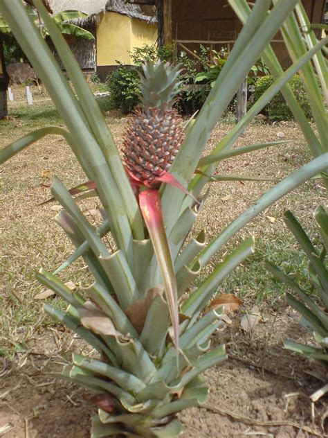 Heres How Pineapples Grow If You Havent Ever Seen This P Flickr