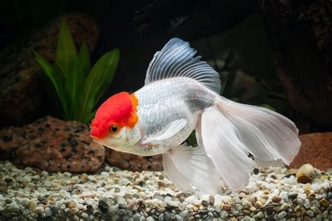 Fantail Goldfish Care Tank Size Food And More Everything
