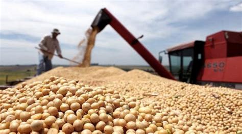 Argentina Exportaciones De Soja Sin Procesar Crecen Casi 50