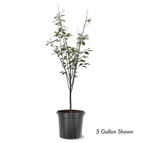 North Star Cherry Trees For Sale At Arbor Days Online Tree Nursery Arbor Day Foundation