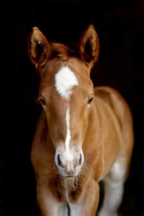 She is one of the prettiest horses in the barn with a nice big shapely hip, big soft eye and super rich coat. Pin by Fran Hays on e q u i n e - a m i t y | Horses, Baby ...