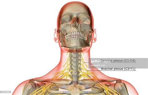 The Nerves Of The Neck High Res Vector Graphic Getty Images