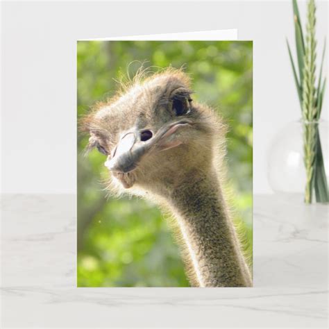 Funny Happy Birthday Card L Ostrich Photography Zazzle