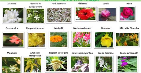 Flowers name list in malayalam. Beautiful flower names and images for kids in English ...