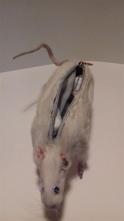 Taxidermist Stuffs Dead Rabbit To Create Something Very Unusual For
