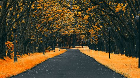 Road Between Yellow Autumn Trees 4k Hd Nature Wallpapers