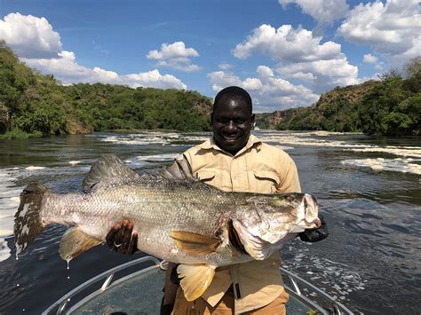 Nile Perch Fishing In The Nile River From Murchison Falls Np