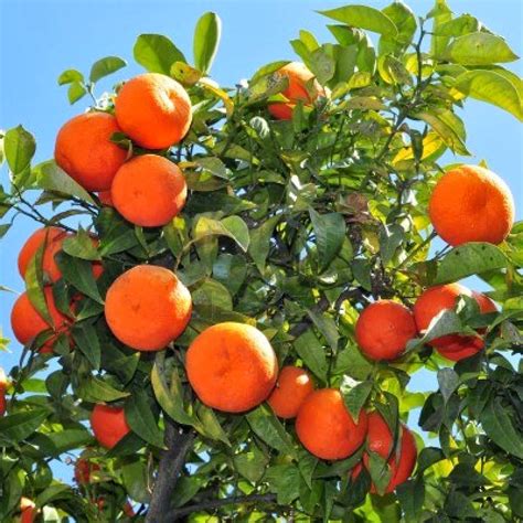 Orange Fruit And Its Origins Information About Crops