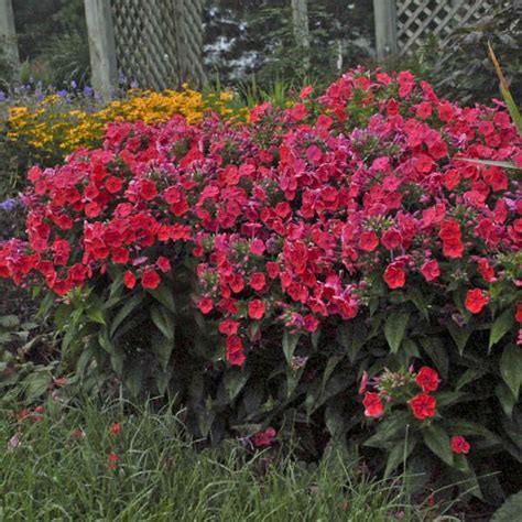 Phlox Paniculata Flame Coral New Perennials Dwarf Plants Hardy