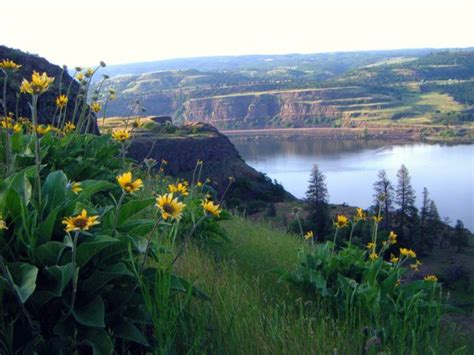 This Easy Wildflower Hike In Oregon Will Transport You Into A Sea Of