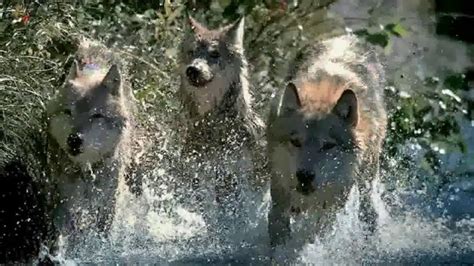 Blue Buffalo Wilderness Tv Commercial Wolf Ispottv