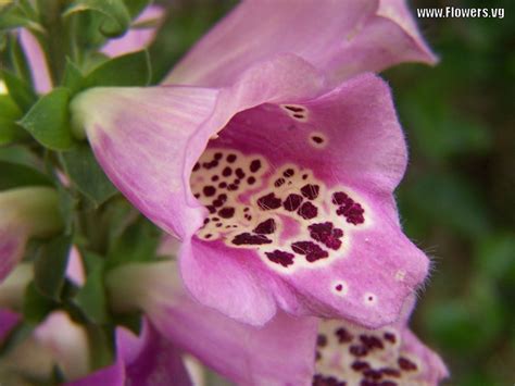 Other notable traits of foxglove include FLOWERS ENCYCLOPAEDIA: foxglove flowers